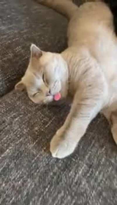 My brothers Scottish Fold with a sleepy blep