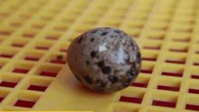 Guy buys Quail eggs from the supermarket and manages to get one to hatch!