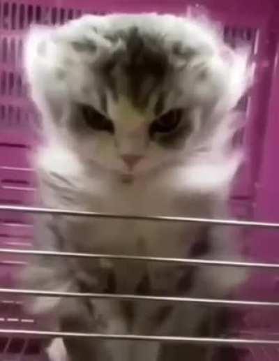 Me about to fight the swastika emblem raider main