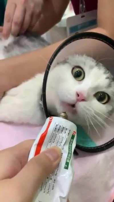 Will some one please turn off the cat