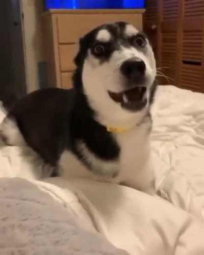 Me: auuuuuu Dog: What? I just lightly touched your feet