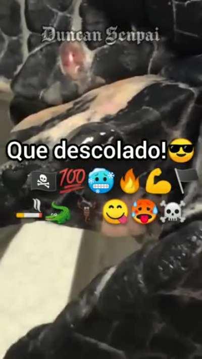 Cingarro e seus benefícios