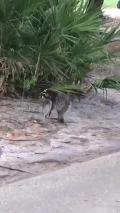 Без хвоста жизни не та