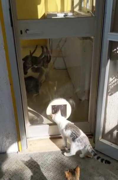 Cats descend on a kitchen
