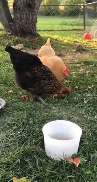 Chicken.exe has stopped working
