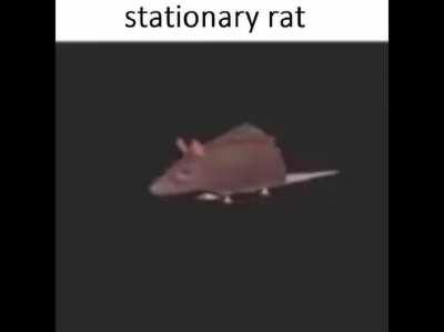 The rats are tired of spinning