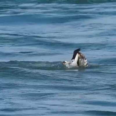 🔥 Successful hunt