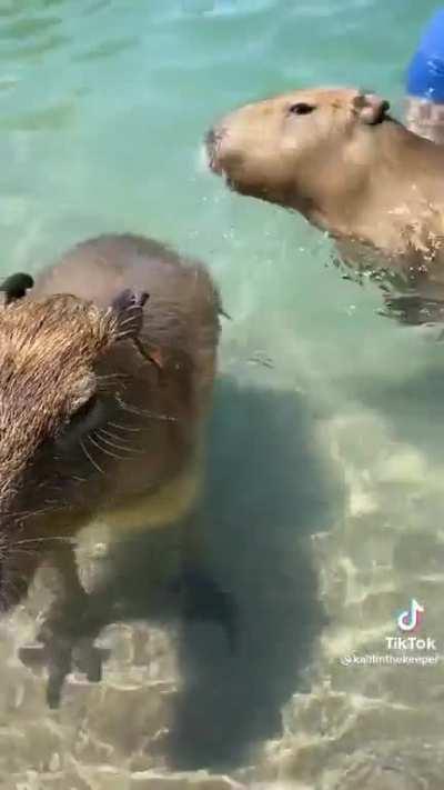 Capybara best animal