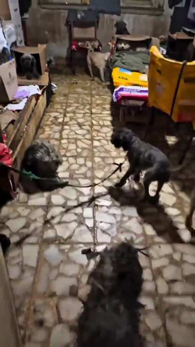 Gracias a la denuncia de vecinos rescataron 43 animales de supuestos rescatistas