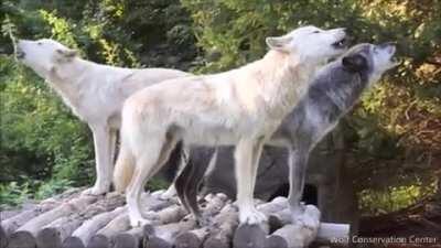 Howling helps keep wolf pack mates together. It is a way to communicate with others: used as a signal to hunt, warn off rival packs from their territory, locate lost member and to show affection. They also howl/harmonize to spread good feeling and this he