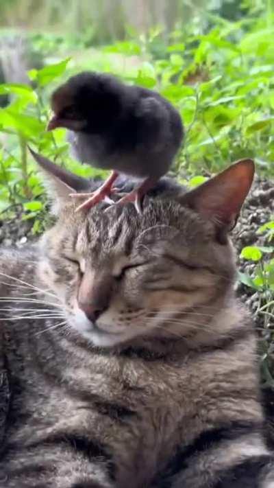 I wish I had his equanimity (oc)