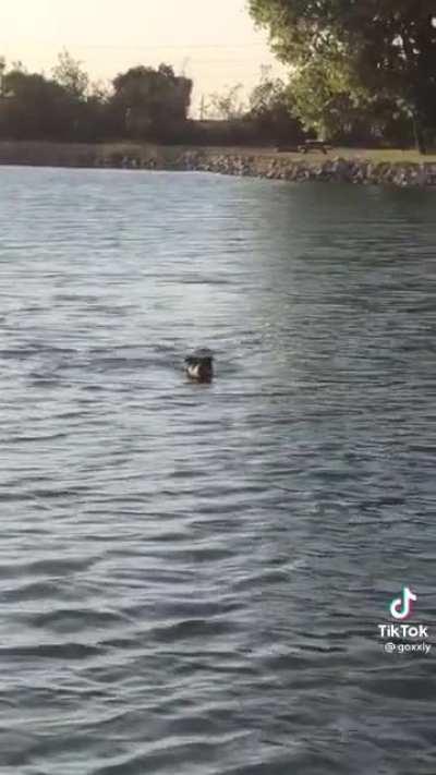 A short story of a boy, his dog and a ball.