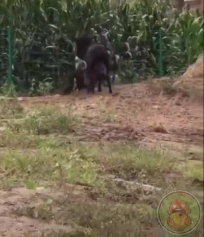 Не шути с осликом