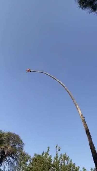 How really tall palm trees are cut