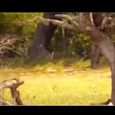 🔥 Leopard surrounded by wild boars quickly snatches one and climbs back up