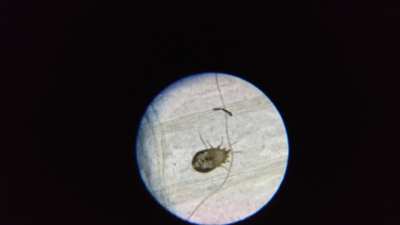 I need help identifying this critter