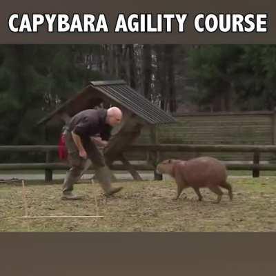 Incrível competição de adestramento de capivaras!