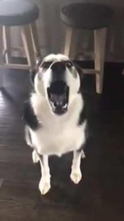 I'M NOT GUILTY, I'M NOT GUILTY, I'M NOT GUILTY, I'M NOT GUILTY.....!