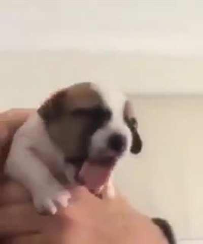 WCGW giving your pupper some medicine?