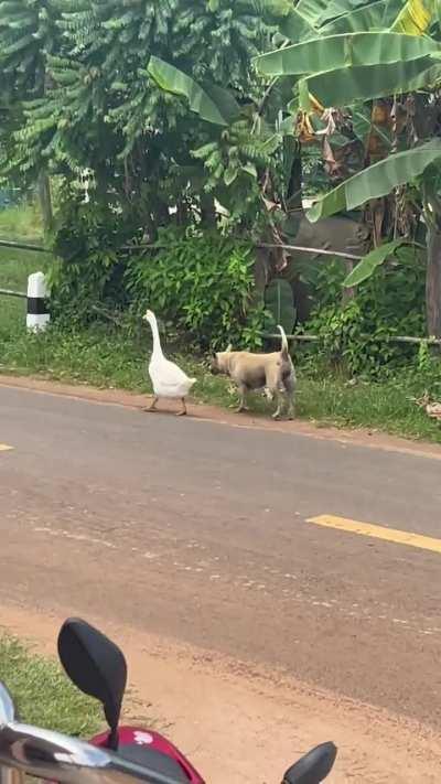 I wonder where they’re going? 