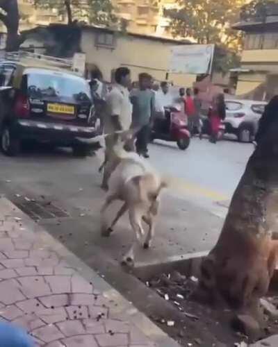 Hopefully not a repost