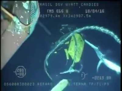 This scuba diver got poked by a Swordfish