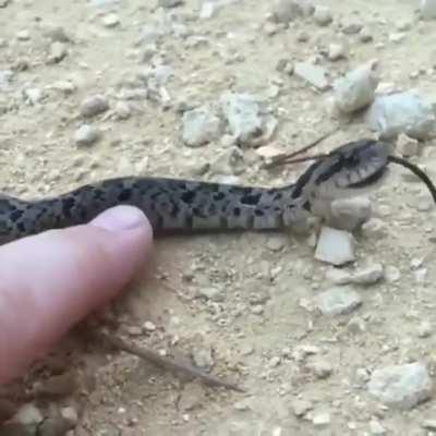🔥 Give the snake a Oscar, This behaviour is called Thanatosis snake theatrically fakes death to avoid predation
