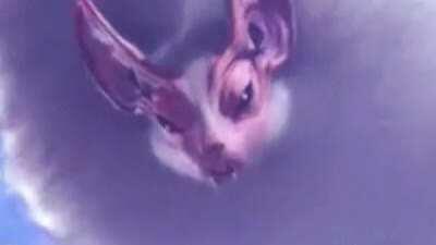 Paolumu scream fixed