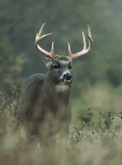 This Deer Shaking Off The Rain