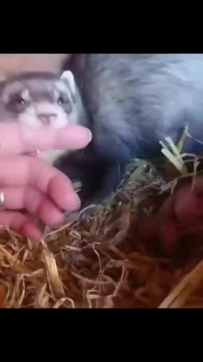 Ferret mama showing her babies to owner