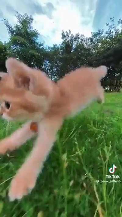 Kitty anime intro zoomies