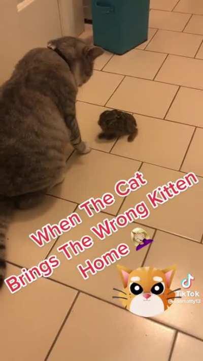 When the cat brings home the wrong kitten