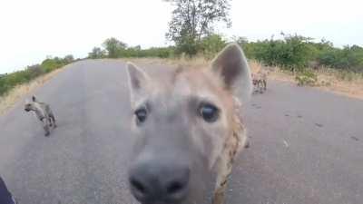 Posting Yeen videos every day until I get to pet one Day 441 POV you're meeting the yeen family (also the snoofing sounds are super cute)