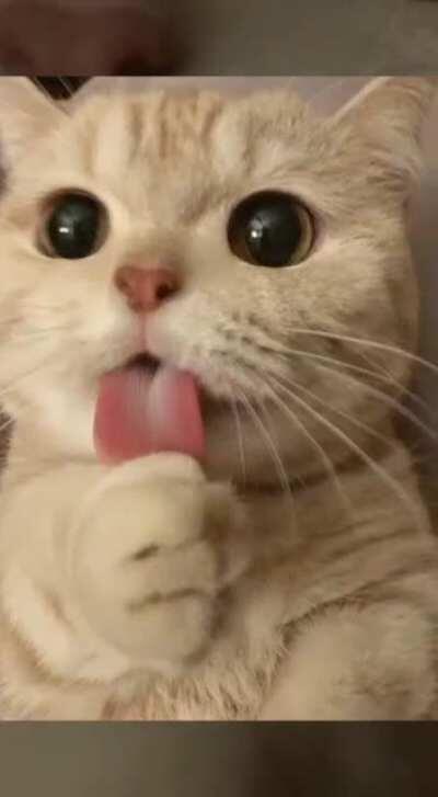 Mamer und ihc libben Kazen Vitios 😁🤞😆