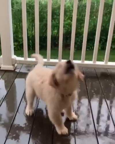 I can watch this pup try to catch rain drops all day.....