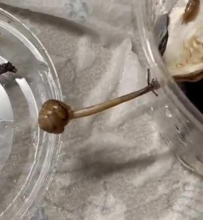 The Way This Snail Bridges The Gap