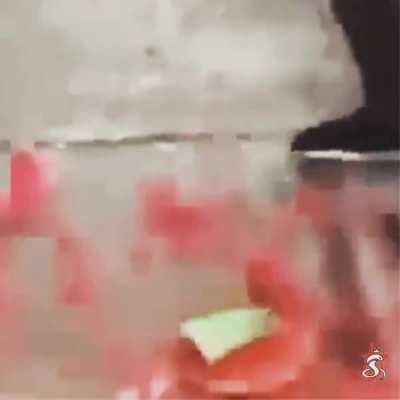 Melon BONK 🧟‍♂️🍉🤯