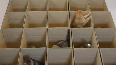 Boxes of Curiosity