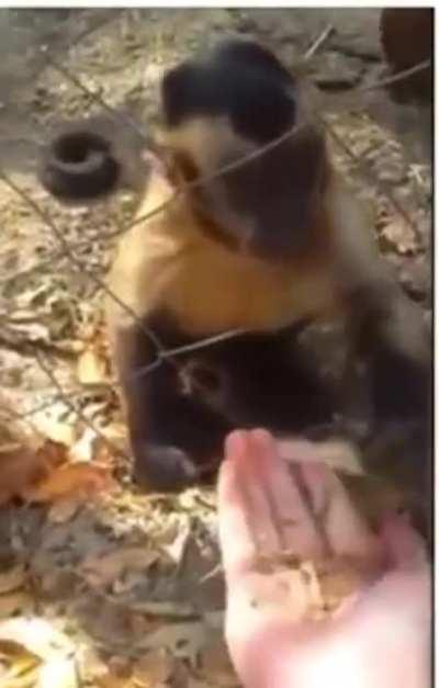 Monkey teaching human to crush leaves