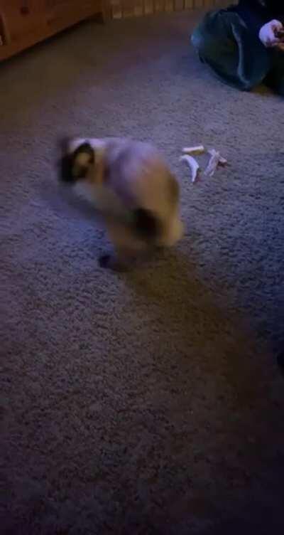 My mom’s cat getting dizzy after chasing tape on her tail