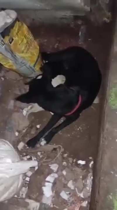 Dog that bit theatre artiste during awareness play on stray dog menace found dead in Kerala