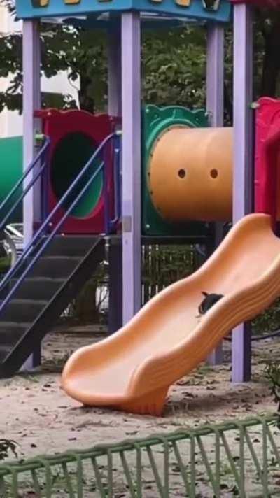 Kitty Gets Some Time To Play On The Slide