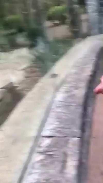 UNSuSPecTING aniMaL GetS brAin sCRAMBLeD By SorCery