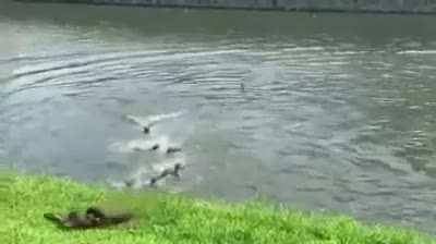 Several years ago in Singapore, otters started inhabiting this river. Today, otter clans wage war over its territory.