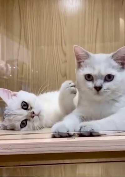 You give the best pets