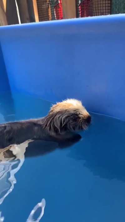 Rats, it's a Monday! No worries, we have otters to brighten them up!