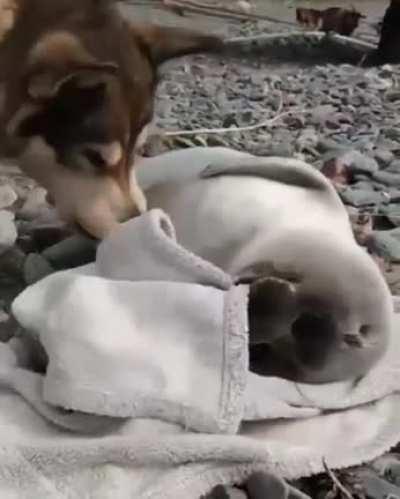 Baby seal and its dog friend