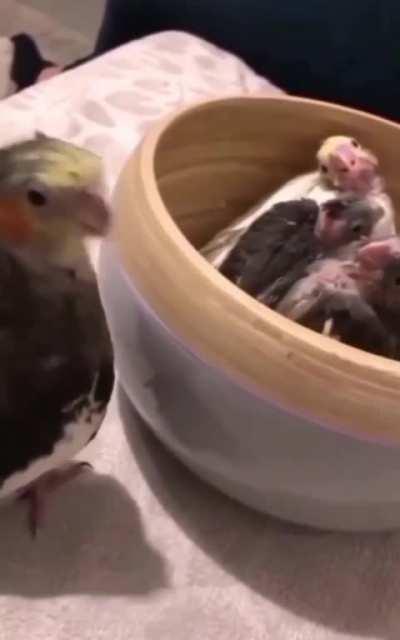 Mommy Parrot Playing Peekaboo with Babies