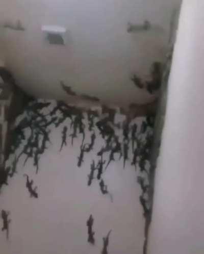 Entering Lihzhard temple (Sound on)