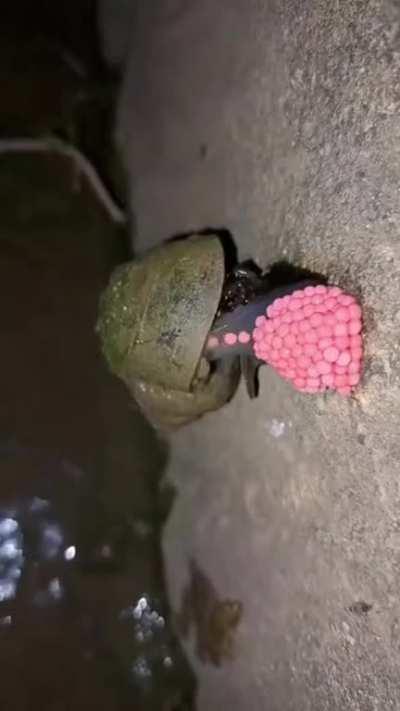 forbidden dippin' dots